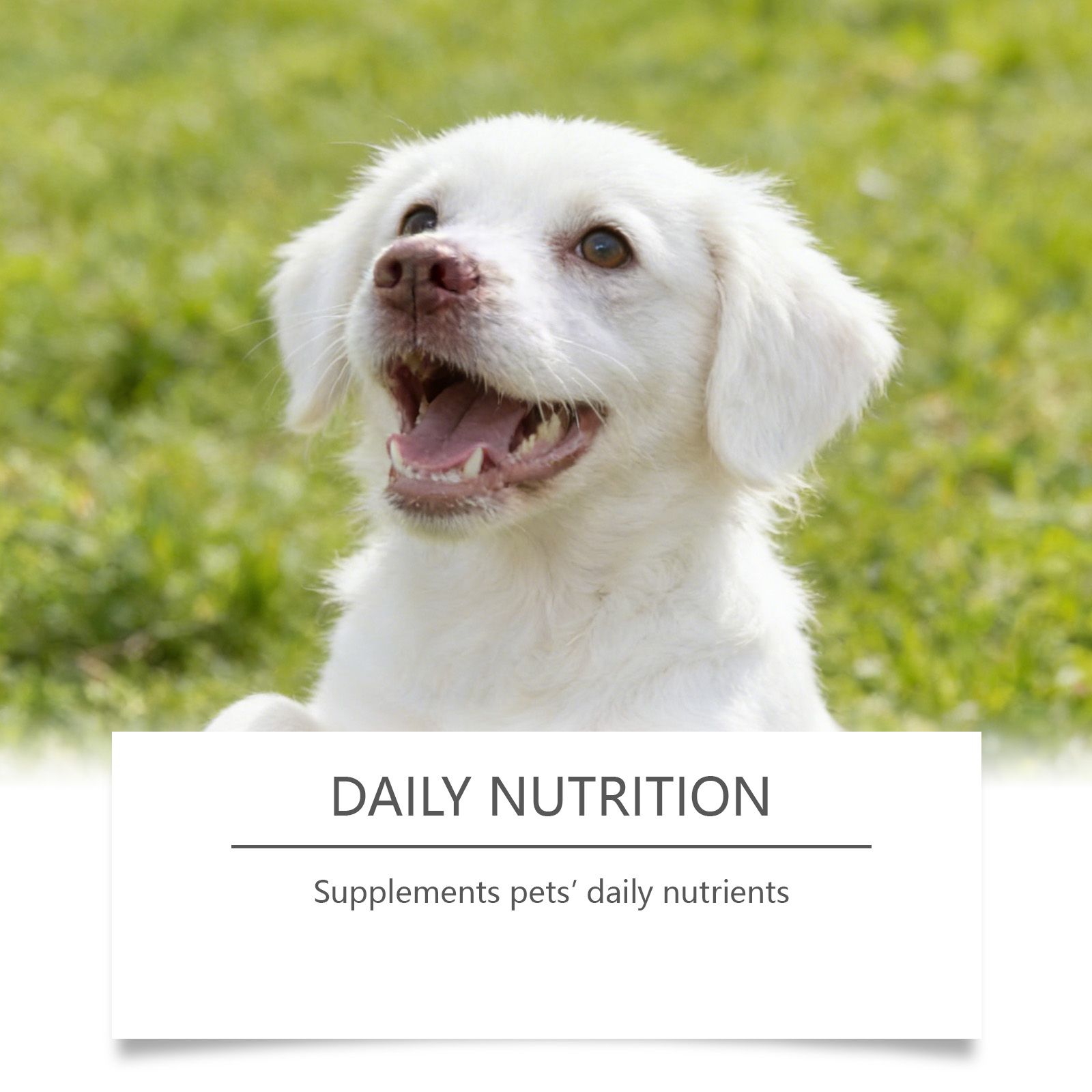 犬用タウリンパウダー 簡単混合 認知機能サポート 毛並み改善 - Wellness Health Nutrition のレビューと価格